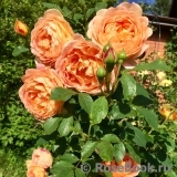 Lady of Shalott Lady of Shalott