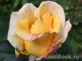 Wainwright Rose, The Wainwright Rose, The