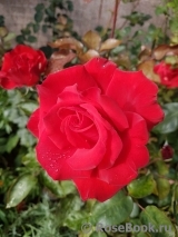 Grande Amore Grande Amore