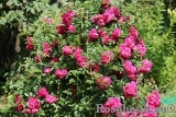 Excelsa Excelsa