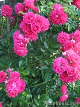 Excelsa Excelsa