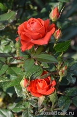 Baby Baccara ® Baby Baccara ®