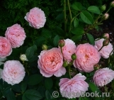 The Alnwick Rose The Alnwick Rose