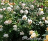 Crocus Rose® Crocus Rose®