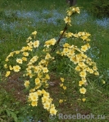 Canary Bird Canary Bird
