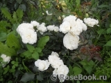 White Meidiland White Meidiland
