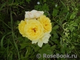 Golden Border Golden Border