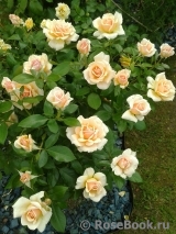 Caron Keating Rose Caron Keating Rose