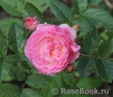 Brentano-Rose Brentano-Rose