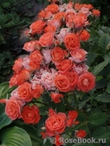 Alegria Alegria