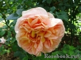 Abraham Darby Abraham Darby