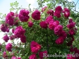 Excelsa Excelsa