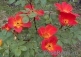 Rosa foetida Bicolor Rosa foetida Bicolor