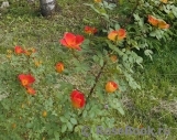 Rosa foetida Bicolor Rosa foetida Bicolor