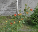 Rosa foetida Bicolor Rosa foetida Bicolor