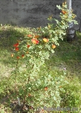 Rosa foetida Bicolor Rosa foetida Bicolor