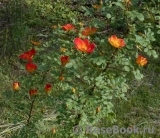 Rosa foetida Bicolor Rosa foetida Bicolor