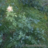 Indian Summer- Indian Summer-