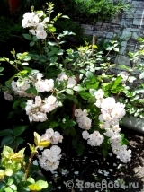 Perennial Blush Perennial Blush