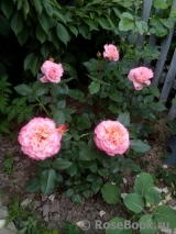 Augusta Luise Augusta Luise