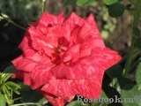 Red Intuition Red Intuition
