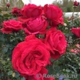 Dame de Coeur Dame de Coeur