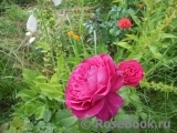 Johann Wolfgang von Goethe Rose® Johann Wolfgang von Goethe Rose®