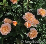 Rosemary Harkness Rosemary Harkness