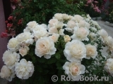 Chandos Beauty Chandos Beauty