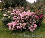 Heavenly Pink Heavenly Pink
