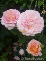 Abraham Darby Abraham Darby