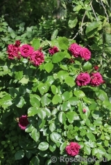 Katie's Rose Katie's Rose