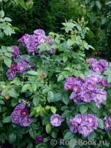 Rhapsody in Blue Rhapsody in Blue