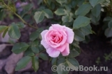 Pink Symphonie Pink Symphonie