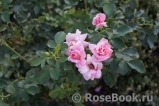 Pink Symphonie Pink Symphonie