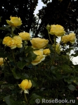 Tete d'Or Tete d'Or