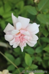 Perle d'Or Perle d'Or