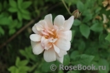 Perle d'Or Perle d'Or