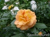 Bernstein-Rose Bernstein-Rose