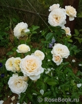 Cream Abundance Cream Abundance