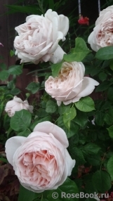 Ambridge Rose Ambridge Rose