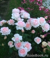 Chandos Beauty Chandos Beauty