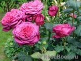 Johann Wolfgang von Goethe Rose® Johann Wolfgang von Goethe Rose®