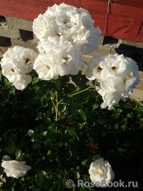 Aspirin Rose Aspirin Rose