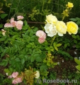 Golden Border Golden Border