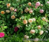 Crown Princess Margareta® Crown Princess Margareta®