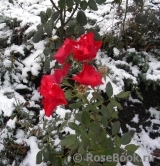 Black Forest Rose ® Black Forest Rose ®