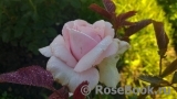 Frederic Mistral® Frederic Mistral®