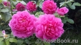 Princess Anne Princess Anne