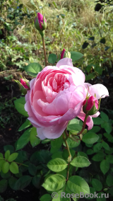 The Alnwick Rose The Alnwick Rose